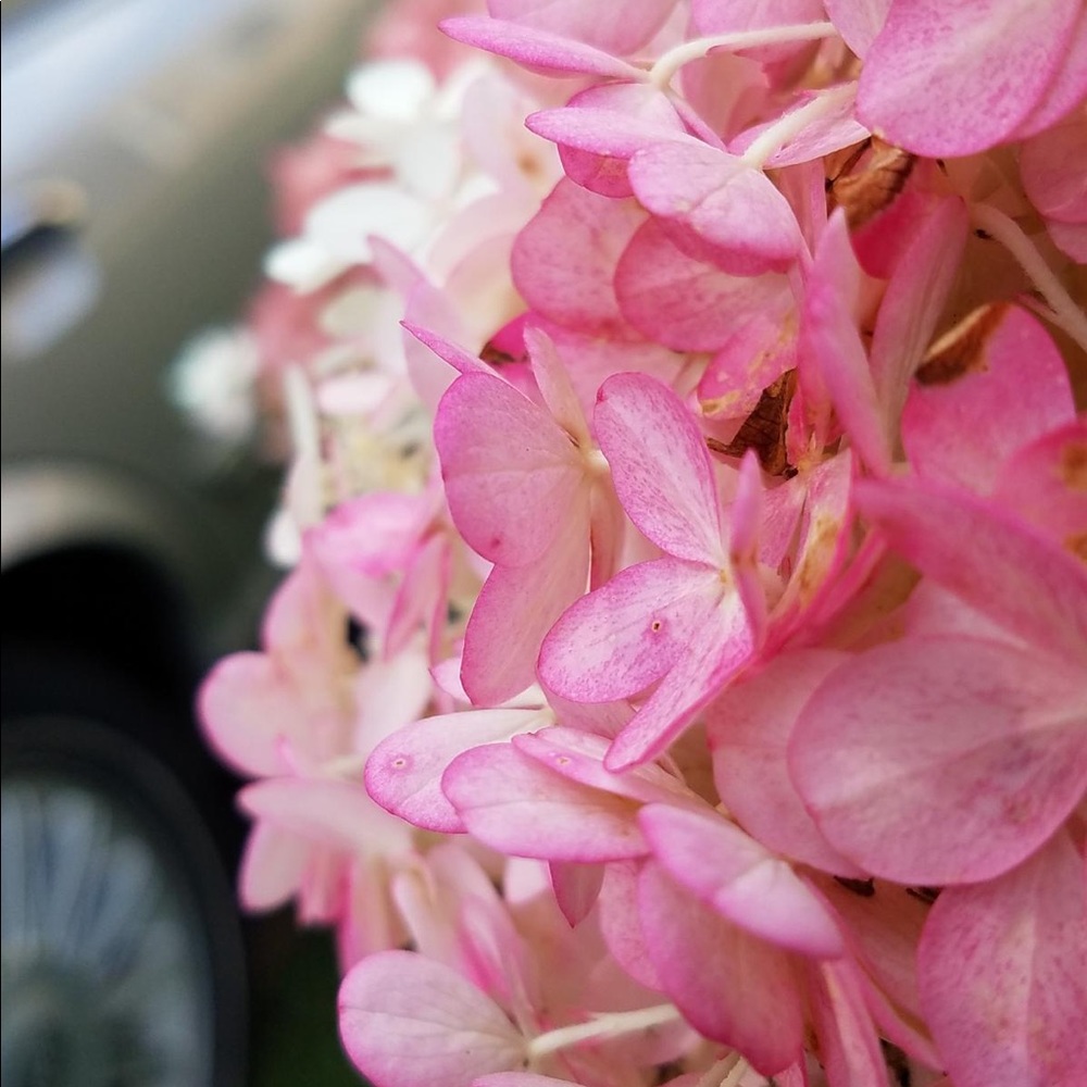 Meet your Posher, Alexis